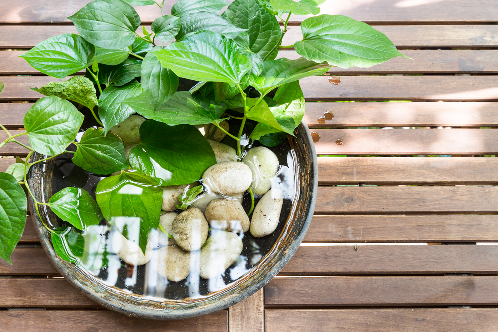 Potted plants with standing water or stagnant water potentially become mosquito br